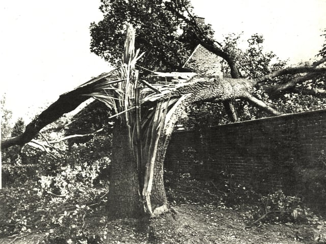 A tree in Coppice Walk after the Great Storm 1987