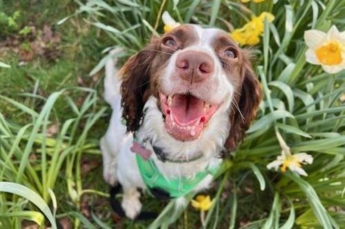 Freya is a timid young dog who has been receiving extra behavioural support at Raystede. She will need a family who are understanding of the support she will require to help build her confidence. She will also need a quiet home and with her own secure garden until she is ready for walks. Freya is worried by people she doesn’t know, particularly men, and cannot live with children. With people she trusts she is incredibly affectionate, bouncy and playful, Raystede said. Freya is very sociable with other dogs and would strongly benefit from living with another canine that is able to match her playful energy and support her in confidence building. Potential adopters will need to be able to visit the rehoming centre on several occasions to allow Freya to feel comfortable around them. See Freya's profile here: www.raystede.org/adopt/dogs/?animal=24300