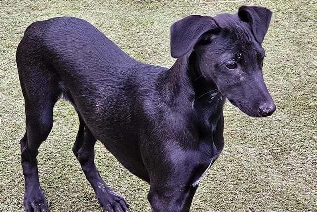 Arundawn is looking to home six puppies born to Jenny, who arrived at the sanctuary heavily pregnant. Two boys and four girls are currently looking for active homes, preferably with sighthound experience. They will be vaccinated and rehomed with a neutering contract.