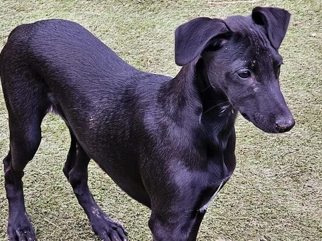 Arundawn is looking to home six puppies born to Jenny, who arrived at the sanctuary heavily pregnant. Two boys and four girls are currently looking for active homes, preferably with sighthound experience. They will be vaccinated and rehomed with a neutering contract.