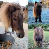Cinnamon the Shetland pony. Credit: Tilgate Nature Centre