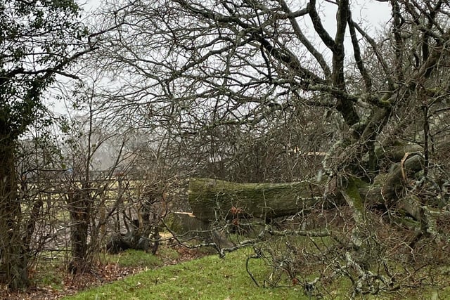 Storm Eunice damaged trees in Pulborough