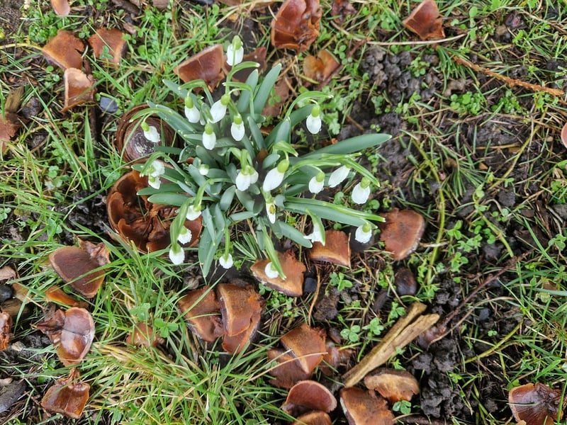 Snowdrops