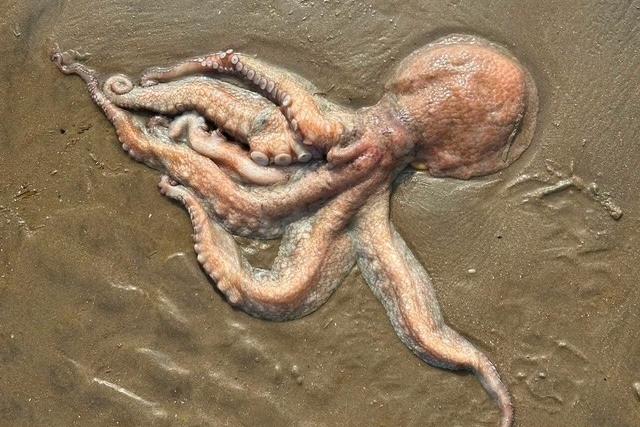 Octopus saved after washing up on Sussex beach