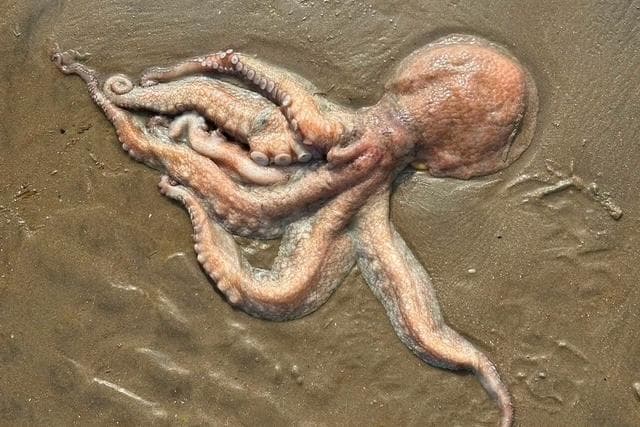 Octopus saved after washing up on Sussex beach