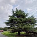 There is a report of a fallen tree on the A26 at Five Ash Down. Photo: Google Street View