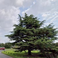 Reports of fallen trees on A273, A275 and A26 in Sussex