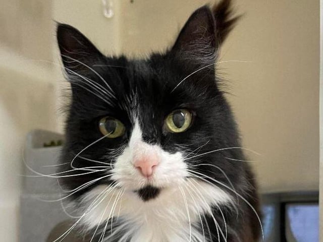 Hippy- Domestic Longhair crossbreed- Brighton Animal Centre
