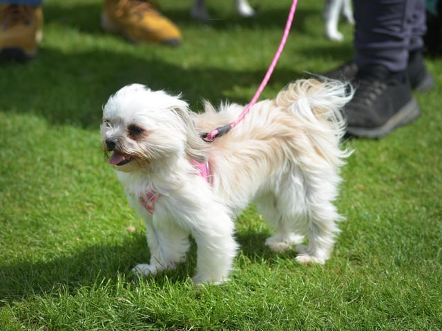 Bexhill Horse & Dog Show 2024.