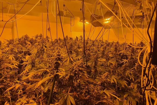 The cannabis factory police found during the raid. Picture from Sussex Police