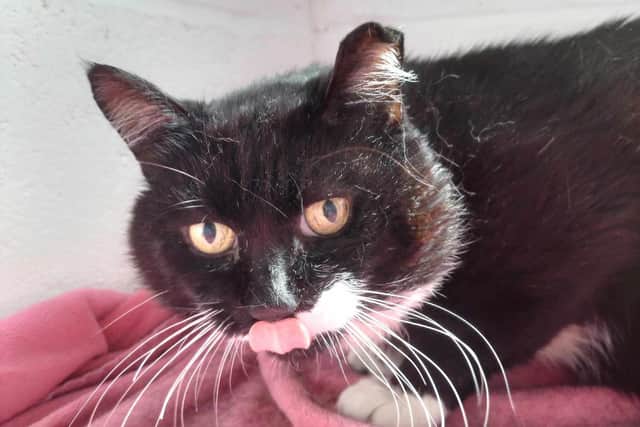 A cat who previously lived on the streets is looking for a loving home in West Sussex. Photo: WCWT