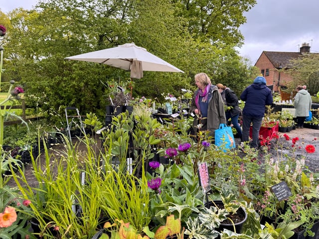 Rural settings with plant sellers who grow from seed