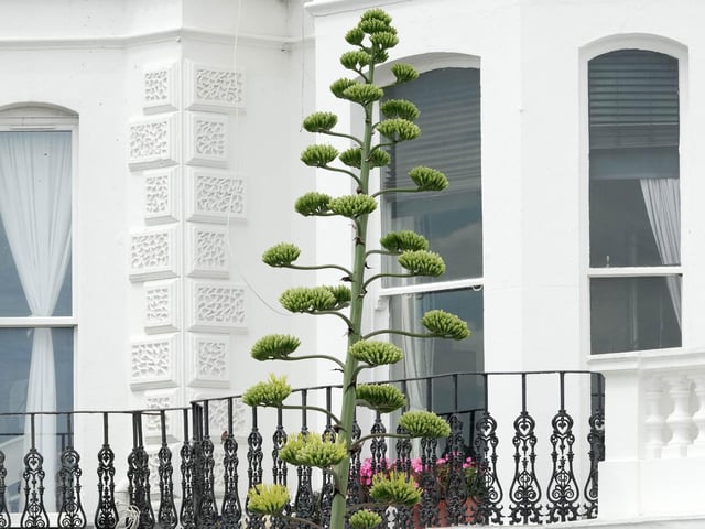 Like something out of the Triffids, this stunning agave is turning heads on Worthing seafront
