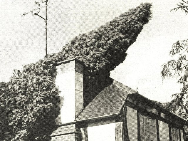 A huge conifer came to rest on Barry McMenamin's house on the corner of Alexandra Road and Ferndale Road, Burgess Hill
