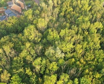 An aerial view of trees in Horsham affected by ash dieback