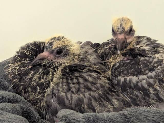 Some of the rescued baby pigeons