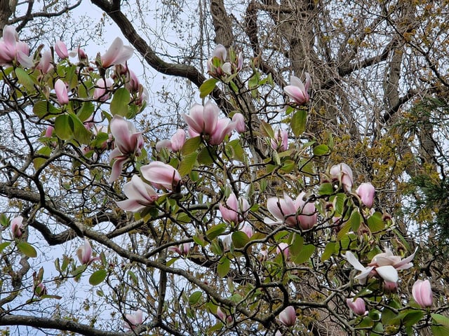 Magnolia