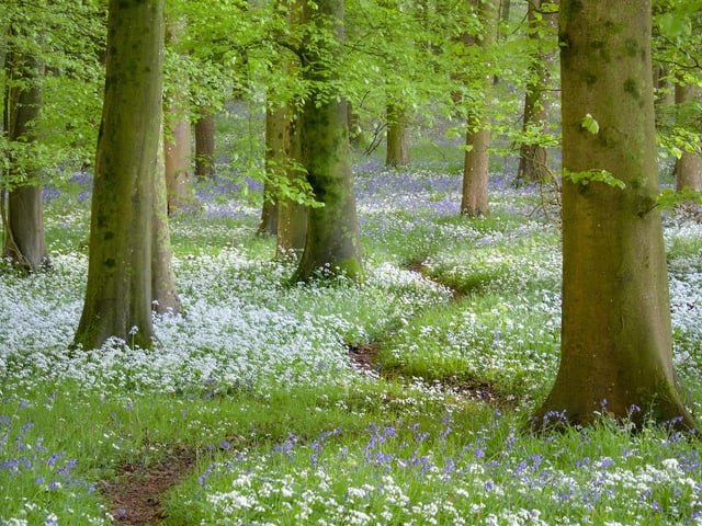 Wiggle Wandering - garlic and bluebells at Wildhams Woods near East Marden by Ian Brierley