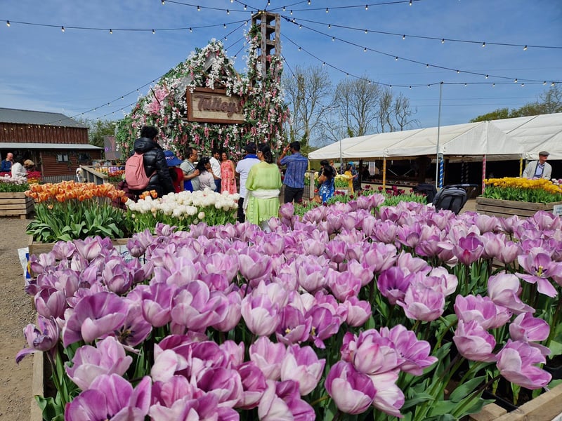 Tulleys Tulip Fest celebrates the arrival of spring with 1.5 million blooms in the fields