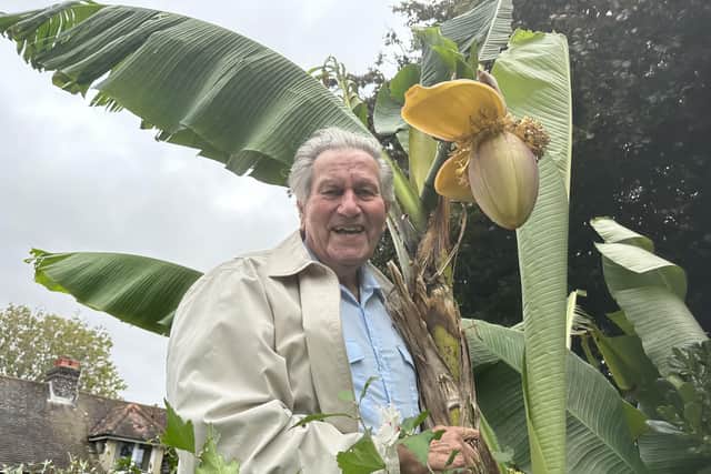 John's banana trees grow even in blustery West Sussex. Photo: Connor Gormley