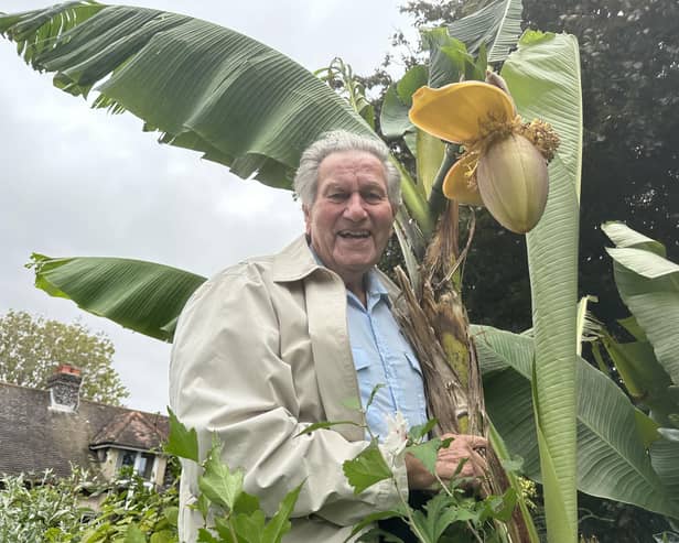 John's banana trees grow even in blustery West Sussex. Photo: Connor Gormley