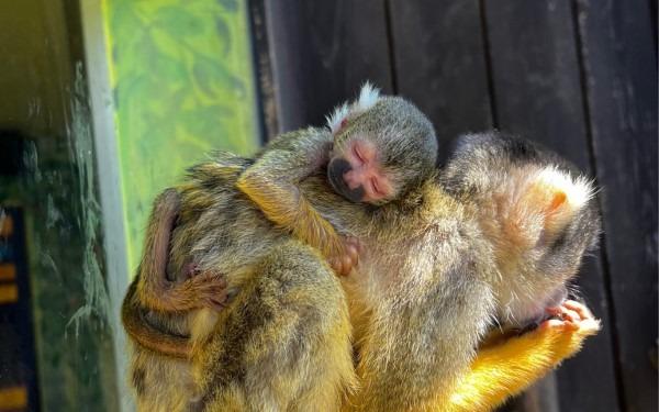 The new animals at Drusillas Park in East Sussex