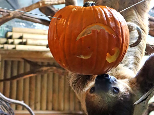Drusillas Park's ‘pumpkin head photoshoot challenge’