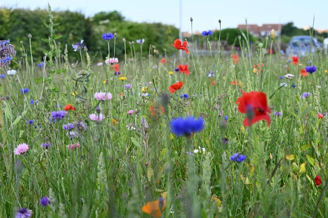 Councillor Stephen Gauntlett continued:  “This approach is paying huge dividends for nature and providing a real boost to the quality of life for residents who are enjoying walking amongst these beautiful flowers and seeing wildlife thriving.”