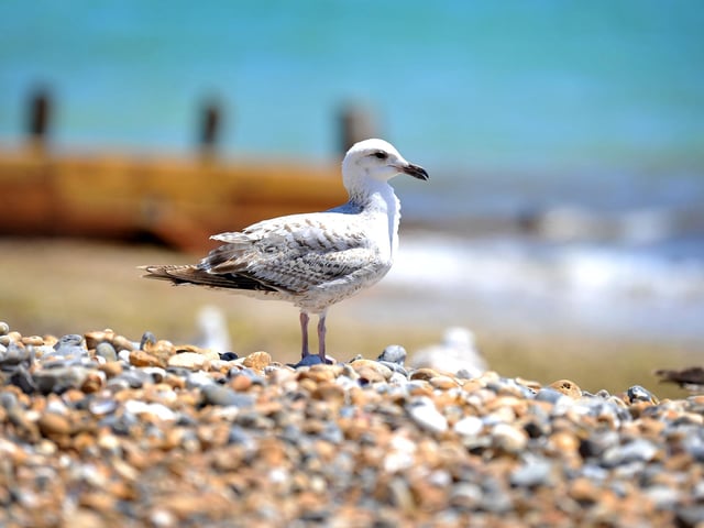 Enjoying the heatwave on Worthing beach. Pic S Robards SR2206152