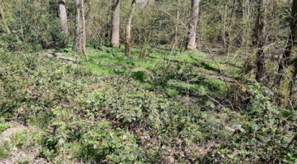 A beautiful wooded area with lots of paths and trails for you and your dog to enjoy