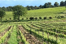 Vineyards of Southern Cotes du Rhone