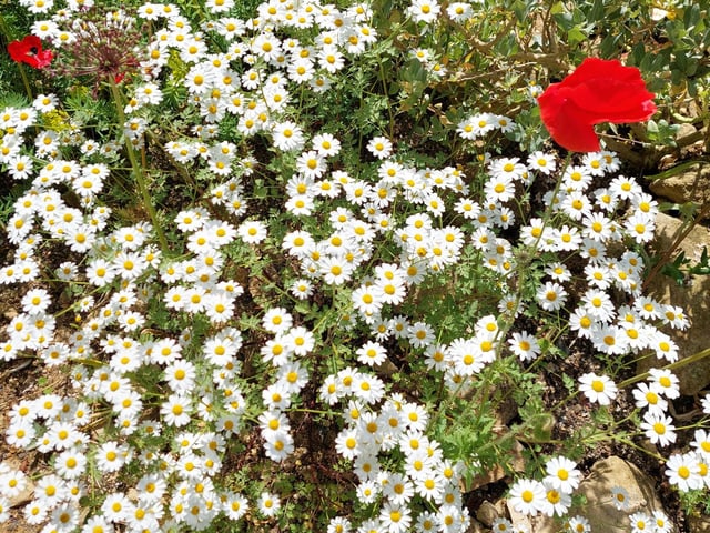 A look inside Midhurst’s famous Woolbeding Gardens: In Pictures