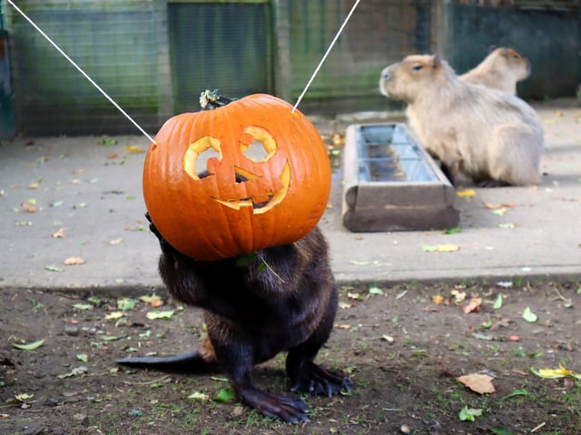 Drusillas Park's ‘pumpkin head photoshoot challenge’