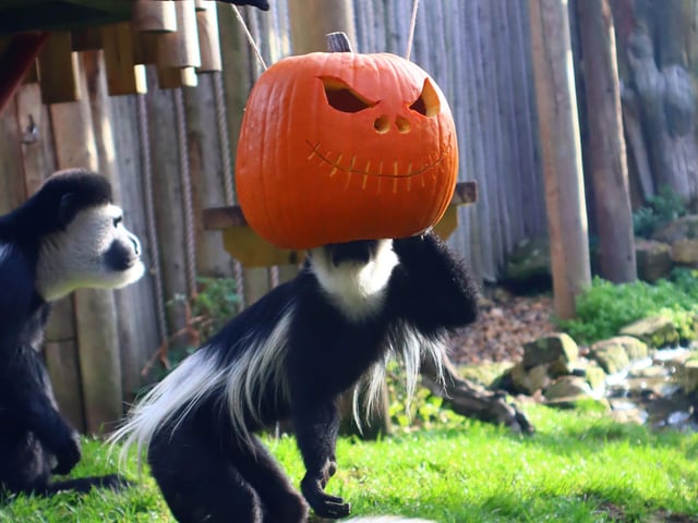 Drusillas Park's ‘pumpkin head photoshoot challenge’