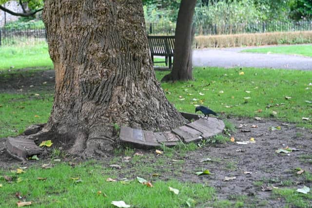 The inscribed stone is located on the cross path at the end of the main lawn, sitting at the base of a tulip tree.