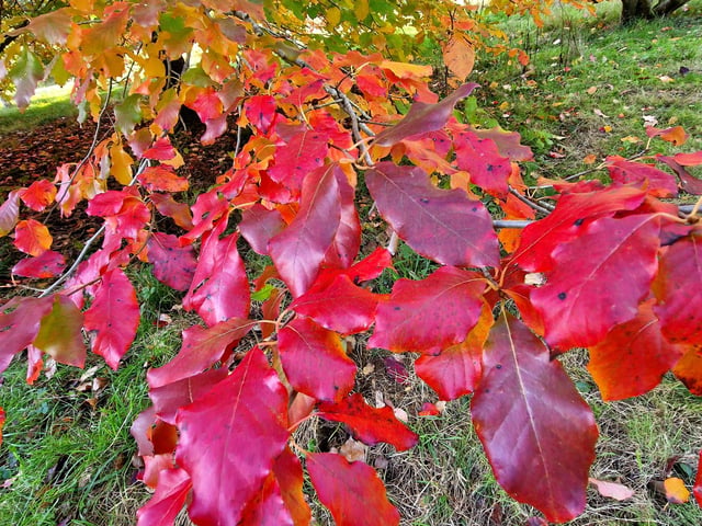 Vivid autumn colour at Sheffield Park and Garden. HR26102605 Pic Hollie Robards/Iconic Media Group