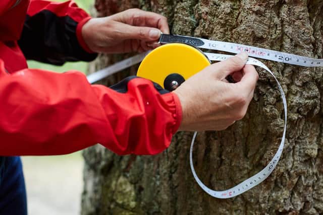 An ancient tree recorder volunteer measures a tree to establish its age