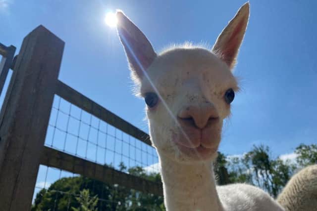 Maria, the first cria to be born at Brinsbury College