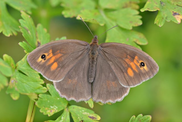 Meadow Brown (Female).