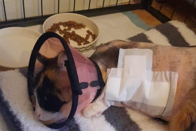 A family is facing a huge vets’ bill after their beloved cat was attacked by two ‘out-of-control’ dogs.