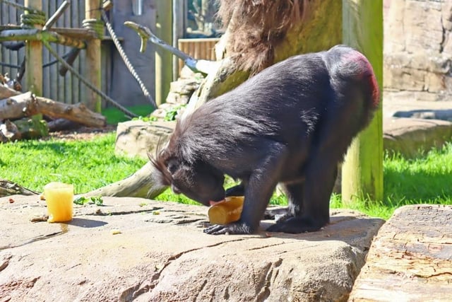 Ice lollies for animals at Drusillas Park in East Sussex