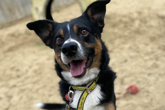Bobby, a Collie from Dogs Trust Shoreham, is looking for his forever home.
