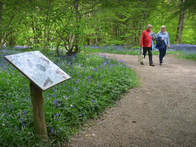 Arlington Bluebell Walk 2022 at Bates Green Farm, Tye Hill Road.