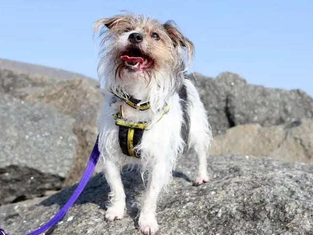 Full of cheeky charm and a playful nature, Charlie is a super little chap who is seeking an extra special, adult-only family. He was returned to Dogs Trust for showing aggression, which was the result of being startled when resting. Since then, Charlie has been making great progress with his training to help prevent this behaviour. He’ll need his own, separate area of the house for when he is relaxing or resting, and his ideal home environment would be one that is quiet and peaceful. Charlie can have walking buddies with other familiar dogs of a calm nature but needs to be the only dog at home. He is also unsuitable to live with any cats, house rabbits or guinea pigs. Ultimately, Charlie is seeking a home with committed adopters who can make multiple visits to the Shoreham centre to get to know him, while learning all about his various training plans.