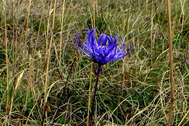 The round-headed rampion is a deep blue, almost purple wildflower. Picture: Peter Dale