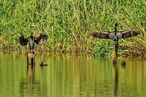 Wildlife in Combe Valley Country Park