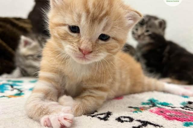 The kitten was born with 'slightly deformed' legs.