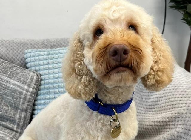 Madam Doodle is a poodle crossbreed. She has been described as being 'loving and bonkers', despite being skittish and shy. She is very clever and has a 'multitude of personalities'. A family with the time and patience to help her build her trust and confidence is essential. She would love a big garden to run around in, and must have at least one other canine playmate. She cannot live with young children, cats or small animals.