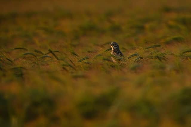 Corn bunting in South Downs National Park (Photo: Anthony Hurren)