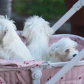 Three dogs have been rescued from a property fire in Crawley, the fire service have confirmed.